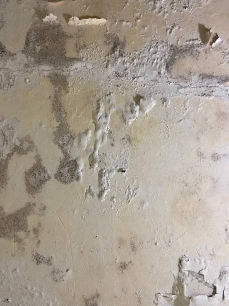 Olivehurst, CA Mold Remediation Company