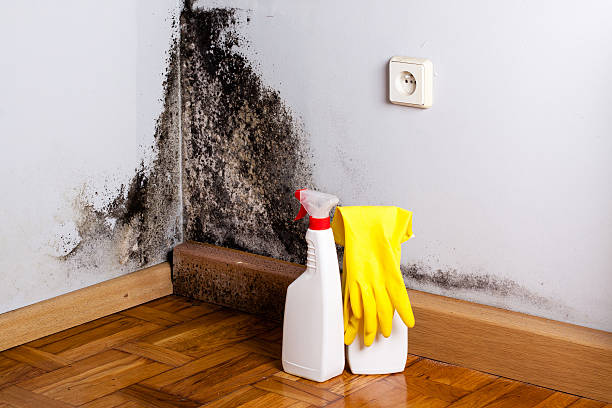 Best DIY Mold Remediation Support Services in Olivehurst, CA